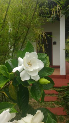 a white flower in front of a building at Pousada do Pescador in Florianópolis