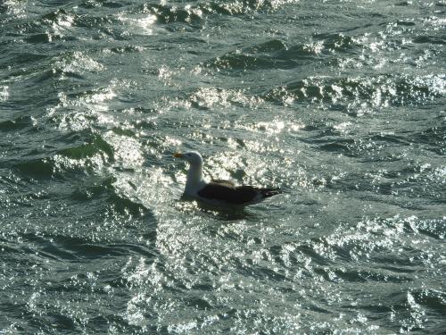 a duck swimming in a body of water at Pousada do Pescador in Florianópolis