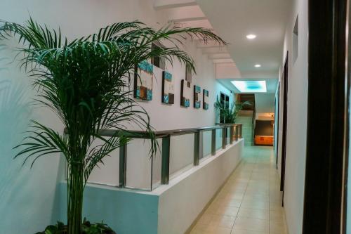 a hallway with a potted plant in a building at Playa Linda Hotel in Progreso