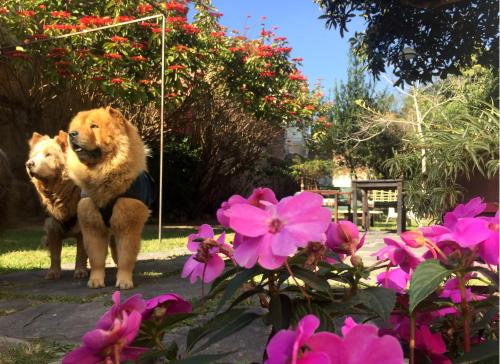 two stuffed animals standing on a swing in a garden at Samsara Hotel Salta in Salta