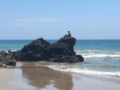 a bird sitting on a rock on the beach at El Samay Hotel Boutique in Canoas De Punta Sal