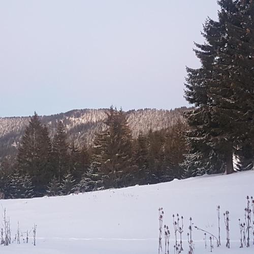 a snow covered field with trees in the background at 4 Seasons Vlašić Lux Apartments in Vlasic