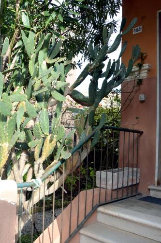 a fence with a cactus next to a building at Cà da Nalda in Lavagna