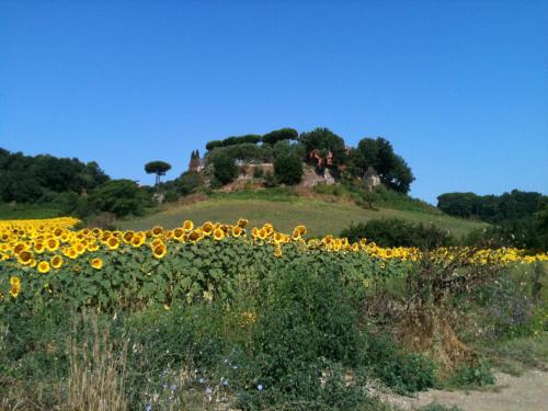 pole słoneczników przed domem na wzgórzu w obiekcie Parco delle Nazioni - Relax Grand Resort w mieście Castel di Decima