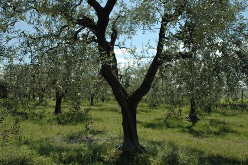 a tree in the middle of a field at La Luna - dependance in Bardolino