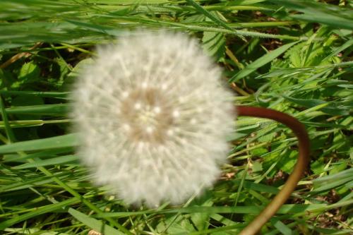 a close up of a dandelion in the grass at Casa Fidela in Lomeña