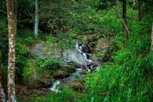 a stream in the middle of a forest at Simpson's Forest - Luxury Boutique Resort & Spa - Kandy in Kandy
