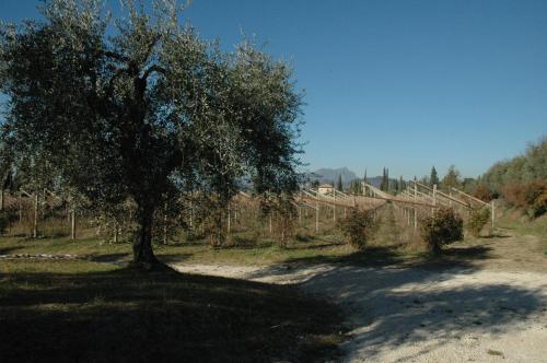 a tree in the middle of a dirt road at La Luna - dependance in Bardolino