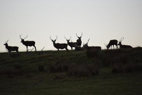 a herd of deer standing on a grassy hill at 3 St Gilbert Street in Dornoch