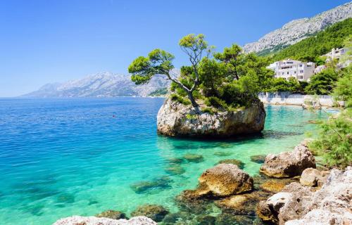 a tree on a rock in a body of water at Bluesun hotel Berulia in Brela
