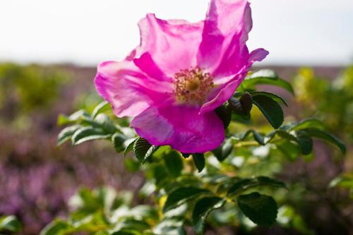 Galería fotográfica de Gl. Brydegaard en Brydegård