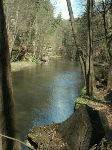 a river in the middle of a forest with trees at Schloßblick in Lohmen