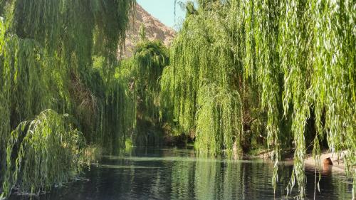 a river with weeping willows on the side of it at Aldea del Valle - Elqui Villas, Pisco Elqui in Pisco Elqui