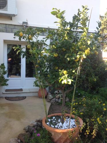 an orange tree in a pot in a yard at Rez de Villa Pébrier in Fréjus