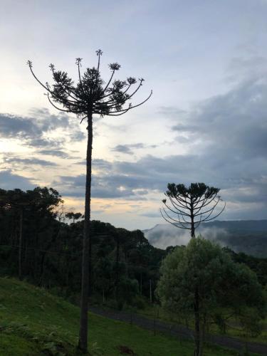 two tall trees in a field with a sky at Refúgio da Montanha in Urubici