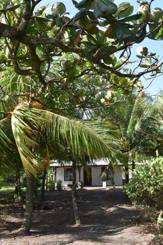 Un jardín fuera de Casa turtle Bogue