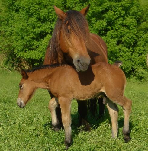 Animais in the country house ou nos arredores