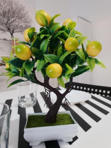 un piccolo albero di limoni seduto sopra un tavolo di Perla Sicula a Catania