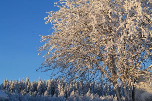 a tree covered in snow with trees in the background at Maatilamatkailu Jänisvaara in Kolinkylä
