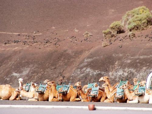 a group of camels walking down a road at Sandos Papagayo in Playa Blanca