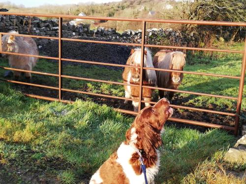 a dog looking at animals through a fence at Yellow House in Westport