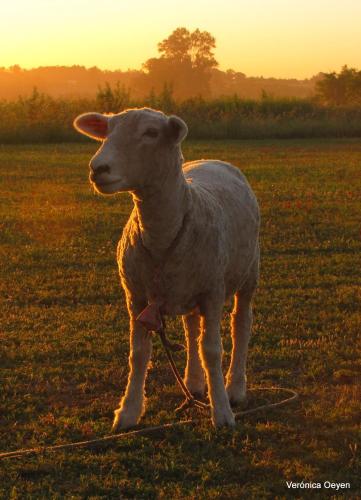 a sheep tied to a rope in a field at La Trinidad Casa de Campo in San José