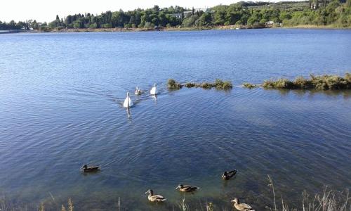 a group of birds swimming in a large lake at Heart of Strunjan Apartments AL in Strunjan