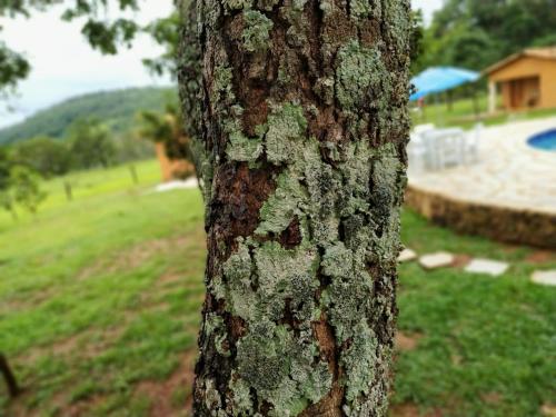 a trunk of a tree with moss on it at Recanto do Baru in Pirenópolis