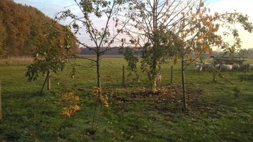 a group of trees in a field with sheep in the background at Pipowagen Lidewei Groningen Westerwolde unieke ligging met eigen tuin en vrij uitzicht over veld naar natuurgebied in Onstwedde
