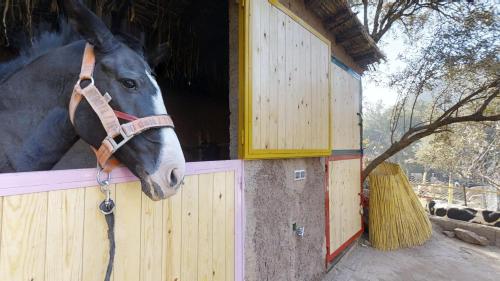 a horse sticking its head out of a stable at ferme by Ikalimo in Ourika