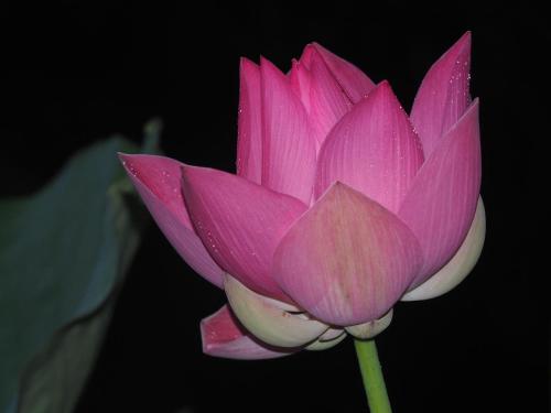 a pink lotus flower with a green stem at The Gecho Inn Country in Jepara