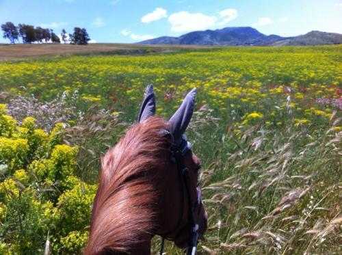 a horse is standing in a field of flowers at Agriturismo Ridocco in Corleone