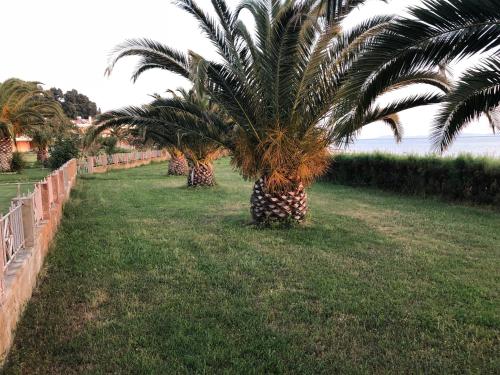 a row of palm trees sitting in the grass at DISTRiCT 01 -Luxurious Villa with private beach in Metókhion Konstamonítou
