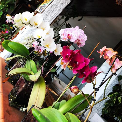 a group of pink and white flowers in a vase at Villa Greta Hotel Rooms & Suites in Taormina