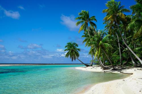 a beach with palm trees and the ocean at Ninamu Resort in Tikehau