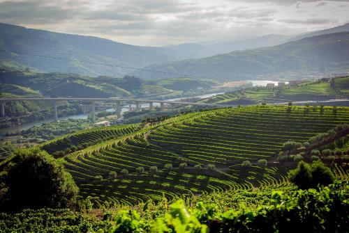 a view of a vineyard with a river and mountains at Quinta do Vallado - Douro Wine Hotel in Peso da Régua