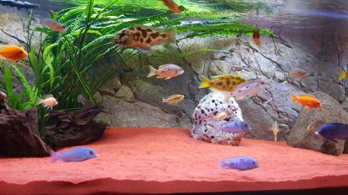 a aquarium filled with lots of colorful fish at Hotel Evabrunnen in Bischofswerda