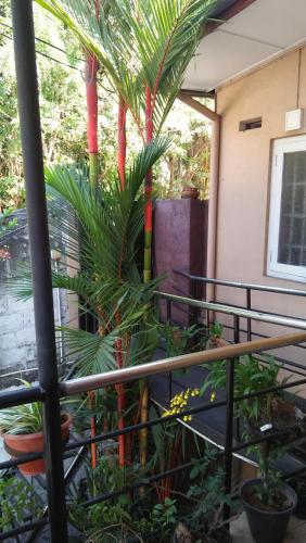 a group of palm trees on a balcony at Mini's Residence in Colombo