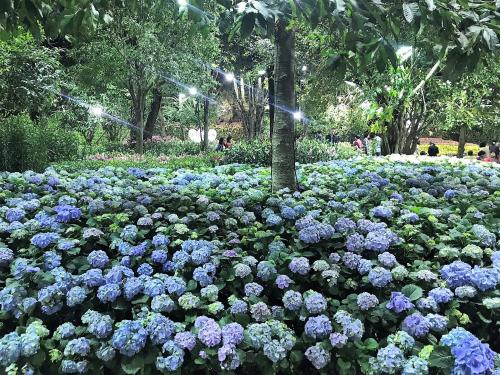 Un jardín fuera de Bann Tawan Hostel Chiang Rai