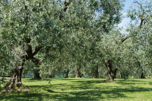 a group of trees in a field with green grass at Agriturismo Podere La Casa in Palaia
