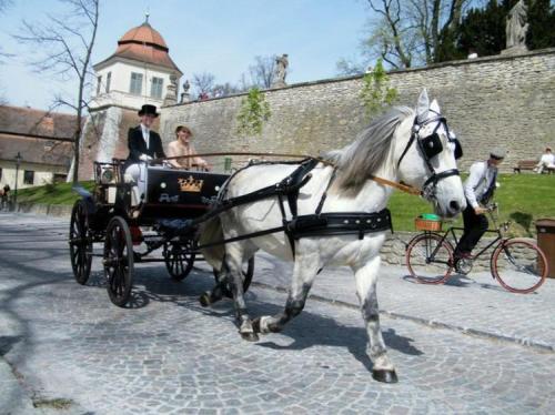 a white horse pulling a carriage on a street at Penzion V Podzámčí Litomyšl in Litomyšl