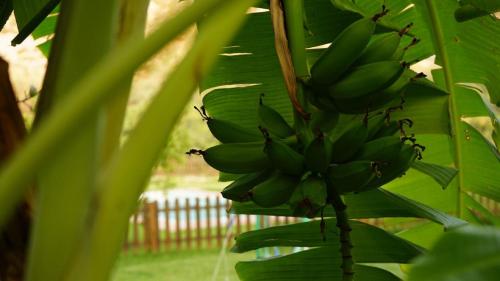 a bunch of green bananas hanging from a tree at Cortijo El Potro in Órgiva