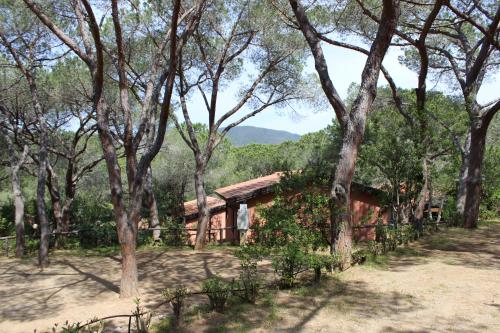a house in the middle of a forest of trees at Camping Lacona Pineta in Capoliveri