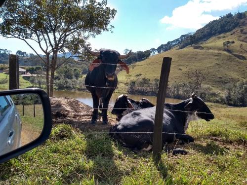 three cows standing behind a fence in a field at Casa Vista da Lagoa in Gonçalves