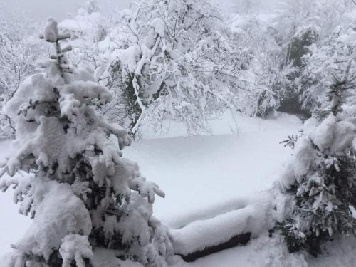 a snow covered forest with trees covered in snow at Colours' Chalet in Synikia Mesi Trikalon
