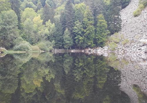 a reflection of trees in the water of a lake at NatureZenKota in Mittlach