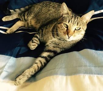 a cat laying on a blanket on a bed at Chester Oaks B&B in West Melton