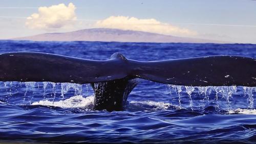 une baleine dans l'océan avec de l'eau s'écoulant de sa queue dans l'établissement Ocean View Paradise!, à Hawaiian Ocean View