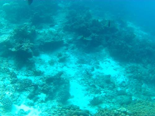 a view of a coral reef in the ocean at Arora Inn in Maafushi