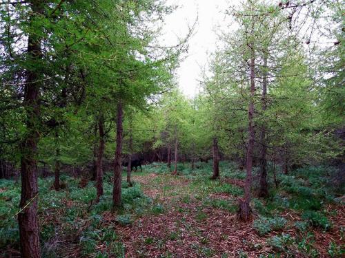 a forest filled with lots of trees and green leaves at Bakkakot 1 - Cozy Cabins in the Woods in Akureyri